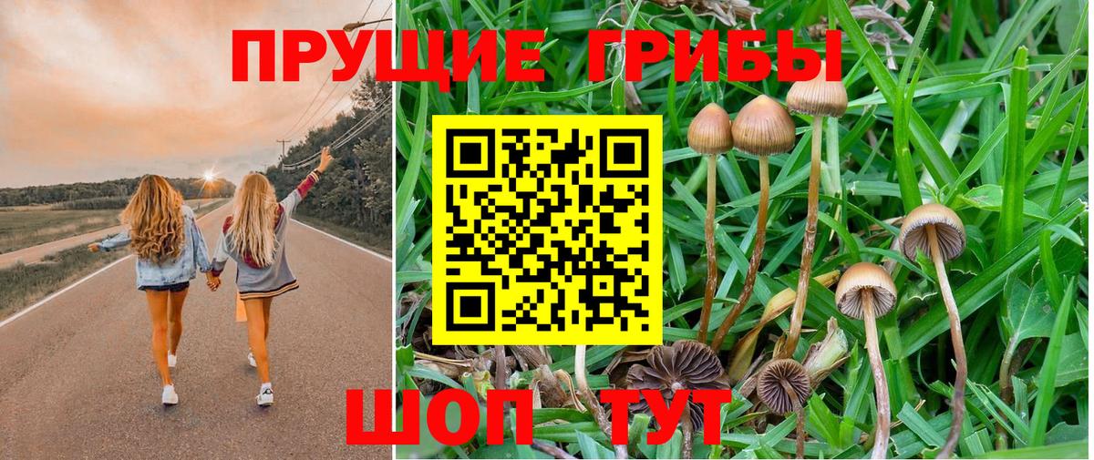 Галлюциногенные грибы Psilocybe Рыбинск